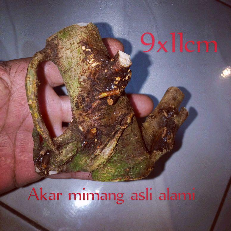 akar mimang asli alami koleki unik