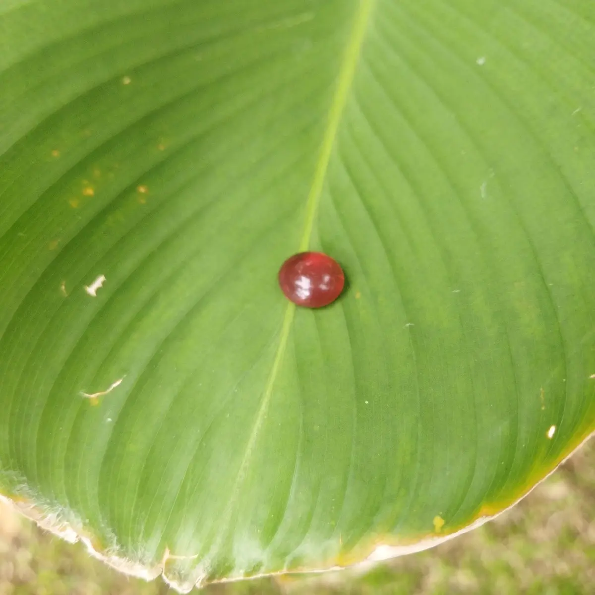 Ruby stones, di jual karena untuk membiayai menempuh Pendidikan kami, Fashion untuk di gunakan baik Lelaki maupun wanita, Cabochon Pigeon Blood Ruby, Aksesoris.