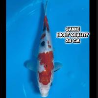 Gambar ikan koi Blitar / cemani farm / sanke 038 dari cemani farm koi Kota Administrasi Jakarta Selatan 1 Tokopedia