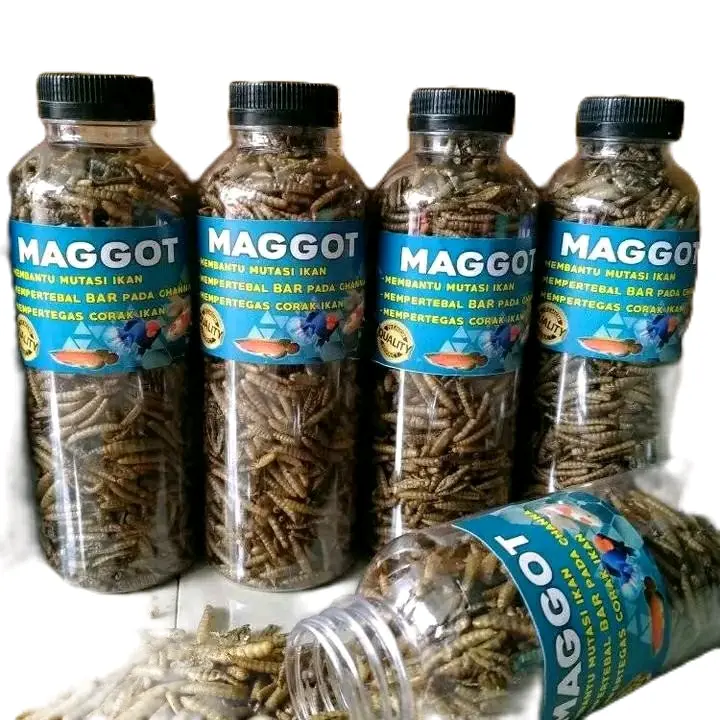maggot kering 0