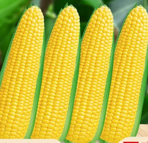 The seeds of the yellow, glutinous and sticky corn, which have been approved by the state, are high-yield and golden fruits. The seeds of the glutinous and jade corn have thin skins and are sweet
