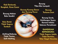 Gambar Vitamin Burung ORBIRD Probiotik Lincah Gesit Bugar Vitalitas 10 ml dari Seputar Burung Indonesia Kota Surakarta 4 Tokopedia