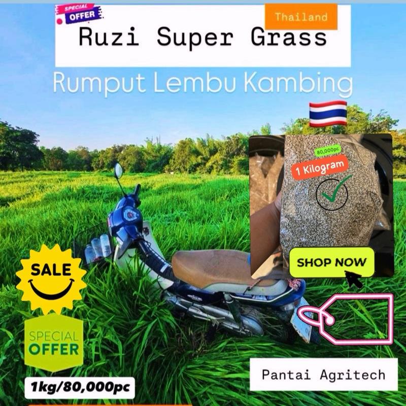 1KG Biji Benih Rumput Ruzi Grass Brachiaria ruziziensis Seed - TikTok ...