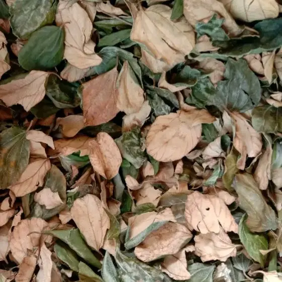 Daun bidara kering daun bidara arab kering