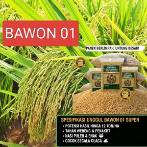 1KG BENIH PADI BAWON 01 SUPER – SOLUSI PANEN MELIMPAH Dan TAHAN HAMA
