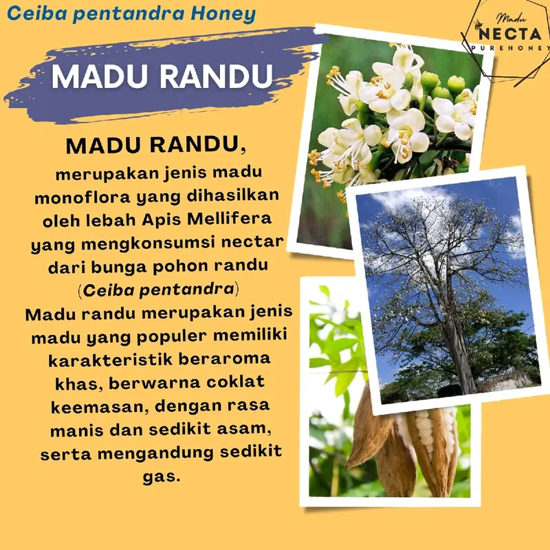 Madu Randu / Madu Necta Purehoney RANDU / Ceiba Pentandra Honey / RAW Honey / Madu Murni / 100% Madu Alami / Asli / RANDU 1