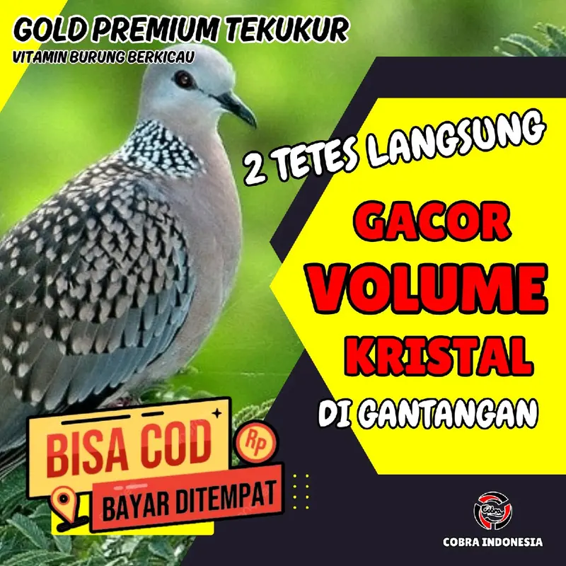 Vitamin Burung Derkuku Tekukur Gacor 2