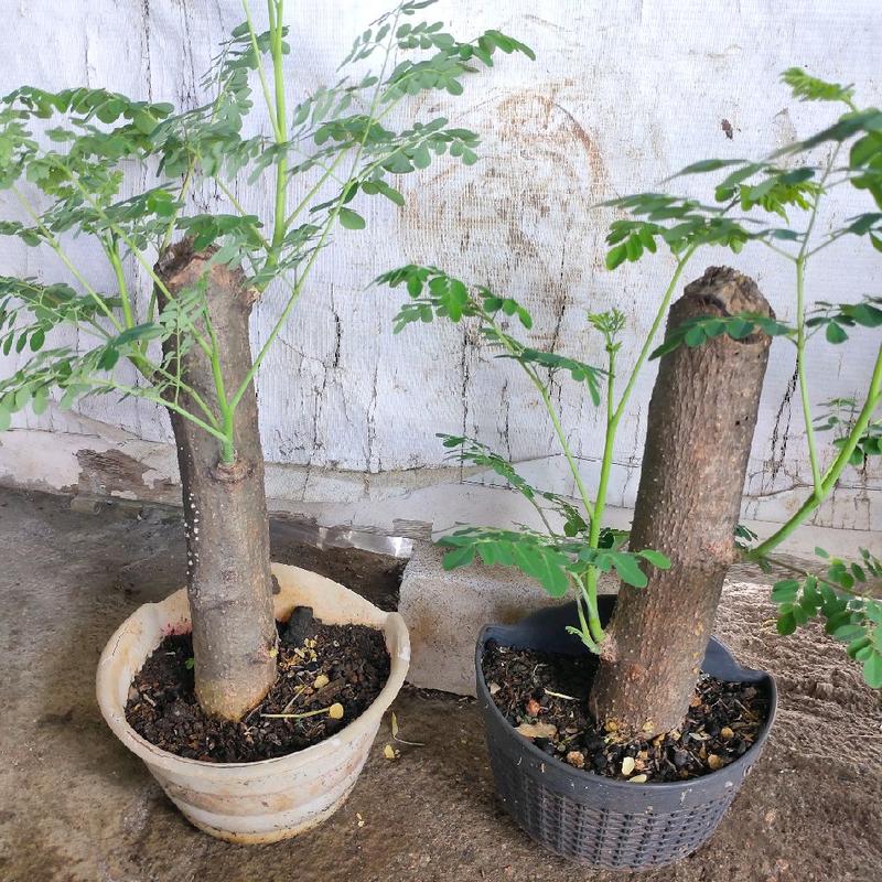 Pohon Bonsai Kelor | Tinggi batang keras | Batang tunggal 1