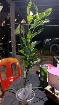 Product Review of Benih jeruk purut (bbt jeruk purut) from t**4 0