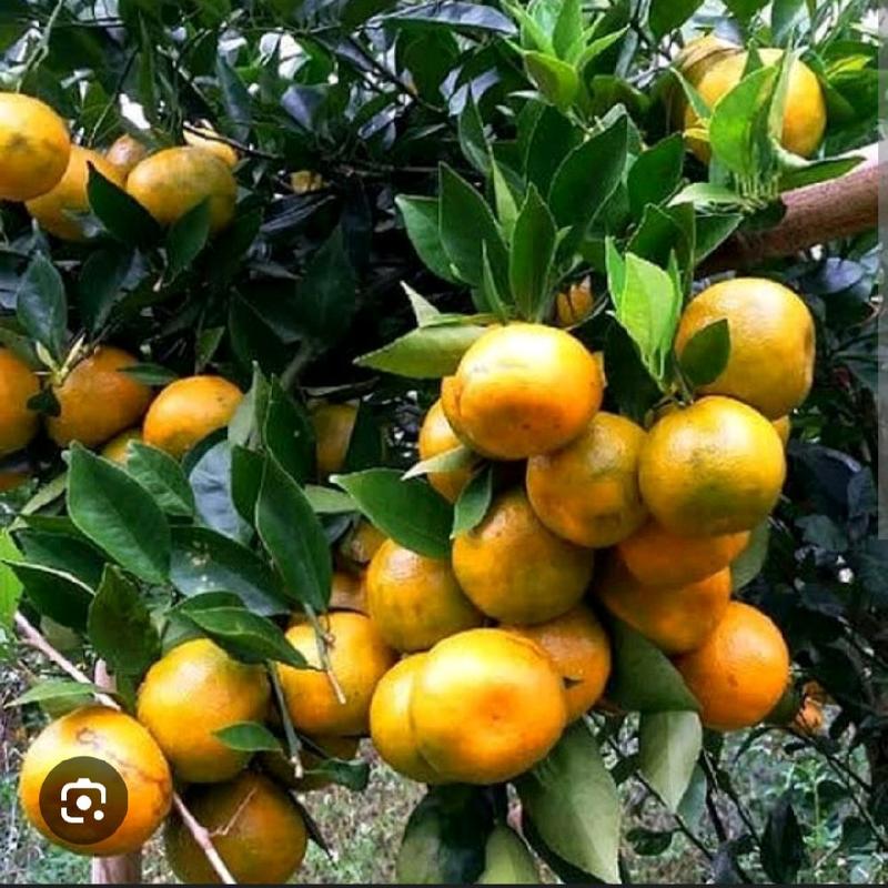 jeruk siem madu jumbo manis 0