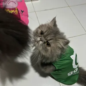 Baju Kucing Jersey Basket Lucu – Kostum Sporty Anabul Jersey Nomor Pemain (XS–XXXL)