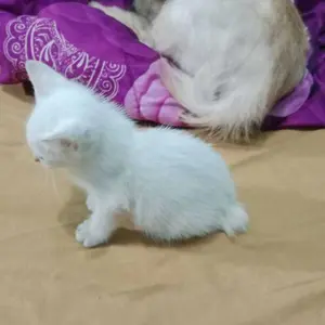 FELIPPER Sandal Jepit Pria Klasik FELIPPER SANDAL COWOK Cocok untuk Sehari-hari dengan Desain Elegan dan Nyaman Sendal