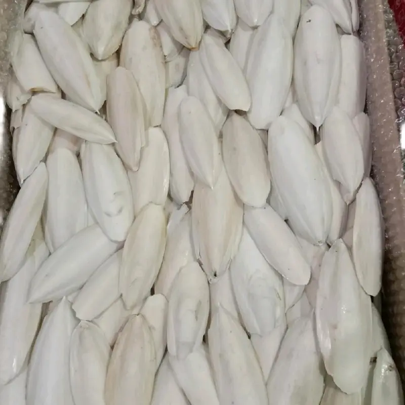 Cuttlefish Bone Tulang sotong kalsium cangkang cumi buat burung reptil 0