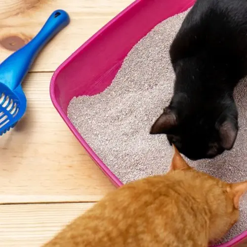 PASIR KUCING GUMPAL WANGI VIVA 12 LITER PREMIUM pasir gumpal 2