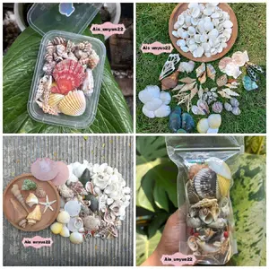 cangkang kerang / cangkang kerang campur / cangkang kerang mix