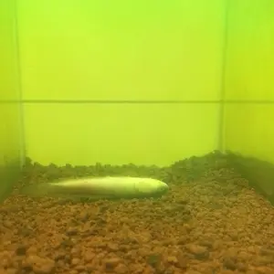 Cairan Pengobatan Ikan Channa Doktor Channa by Bos Bos Qu