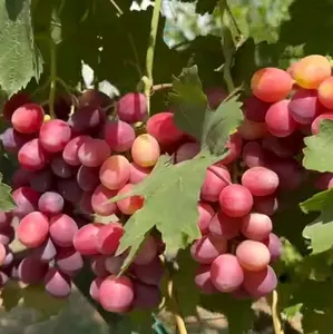 Benih Anggur Merah Manis Import Jenis flamiya  dari Ukraina dengan Tekstur Bagus dan Produktivitas Tinggi