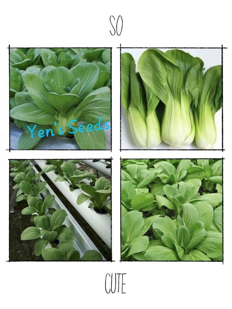 Benih Sayuran Sawi Cakcoy Hijau