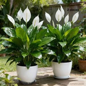 2 plantas artificiales realistas grandes, ideales para decoración del hogar y bodas, con flores blancas y follaje verde, para exteriores, centros de mesa para el Día del Padre y uso durante todo el año en hogar u hotel