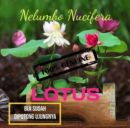 Benih teratai air murni dan berwarna cerah, garansi uang kembali 100%. Sempurna untuk ditanam di rumah, teras, dan taman jika tidak berkecambah, ideal untuk pemula dan penanam yang menginginkan perawatan minimal.