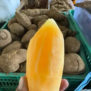 Super Umbi yakon wonosobo berat 1kg di tanam langsung di lahan sendiri