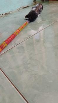 Product Review of Pel Lantai Sumbu Gagang Kayu Ulir - Alat Pembersih Lantai from a**o 1