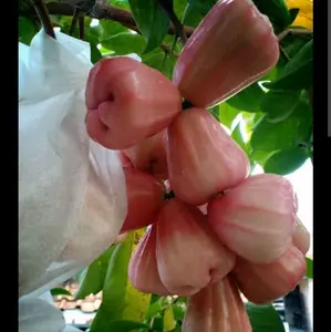 Bibit Jambu Air Unggulan Banyak Varian Kualitas Terbaik untuk Taman Anda