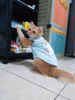 Product Review of Baju Kucing Anjing Kelinci Monyet Lucu Murah Aksesoris Hewan Kecil Motif Gambar Kucing Saranghae - Wawoye Store from M**p 0
