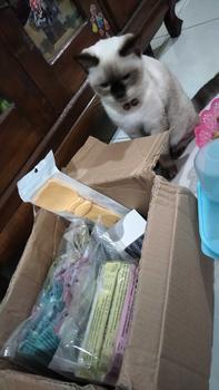 Product Review of Sisir Uap Kucing 3 in 1 - Pet Grooming Brush Spray - Steams Brush Kucing - Sisir Sikat Uap Untuk Bulu Rontok Kucing Anjing from A**n 1