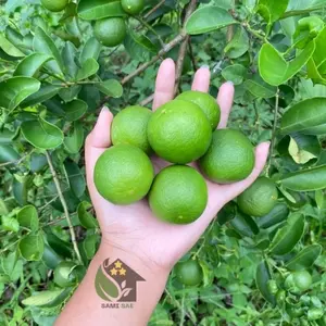 1kg Jeruk Nipis Kulit Hijau Ukuran Kecil Tua Premium Fresh Dari Kebun