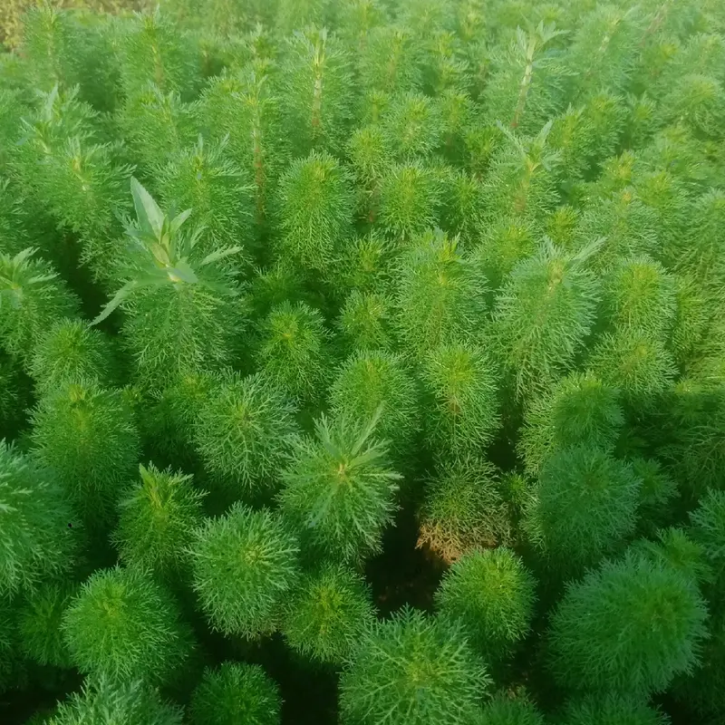Tanaman sintetis limnopila sesiliflora hiasaan akuarium 2