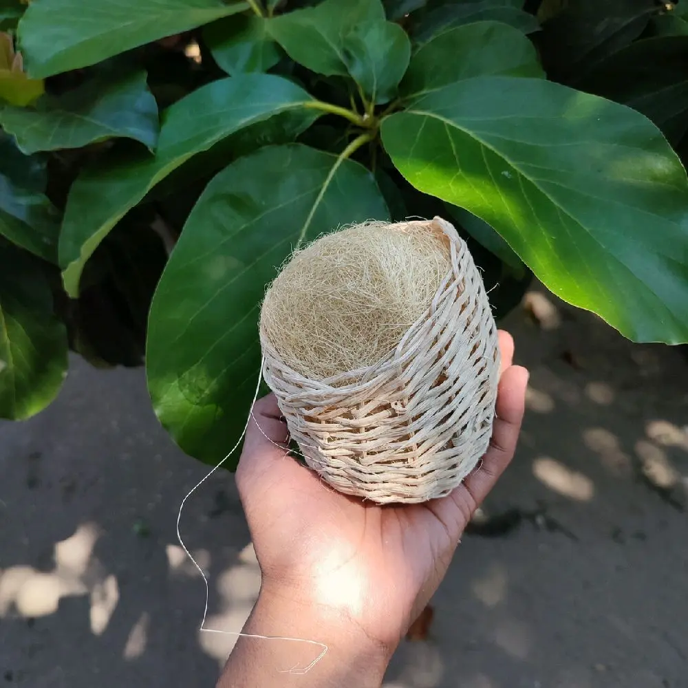paket ekonomis! Sarang Gowok + Serat Nanas | Harga Lebih Hemat!