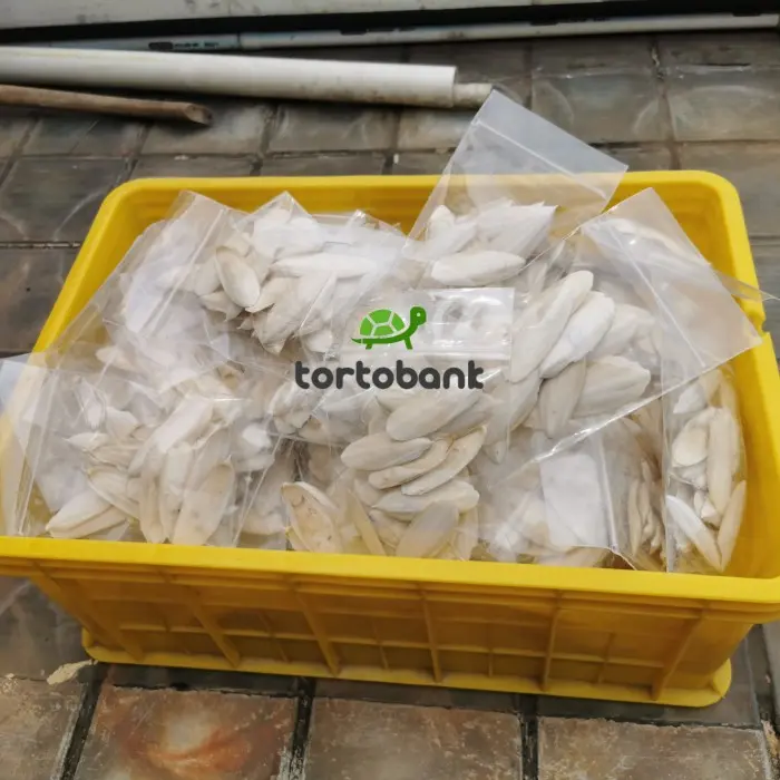 Seller 🌈 Cuttle Fish Bone - Tulang Sotong Super - Kalsium Burung / Reptil 4
