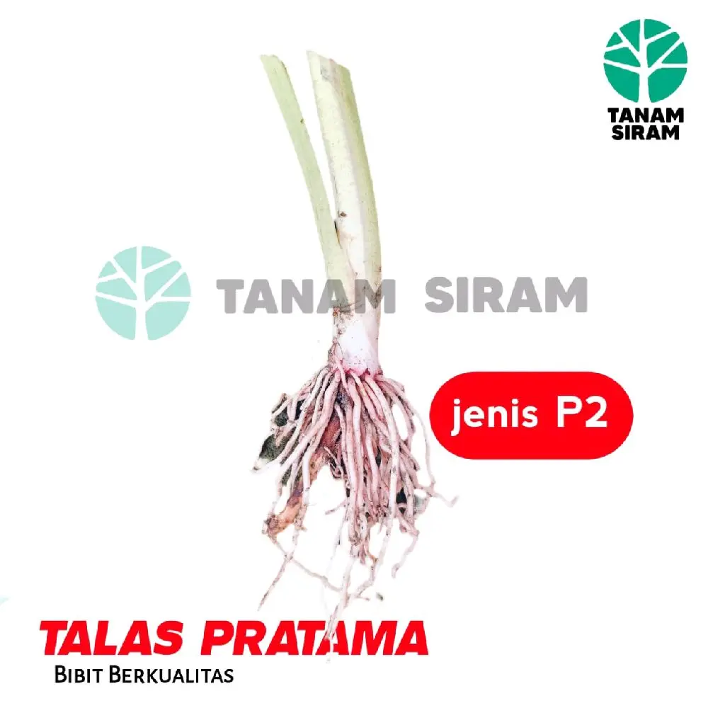 Bibit Talas Pratama 10 pcs akar lebat dijamin hidup