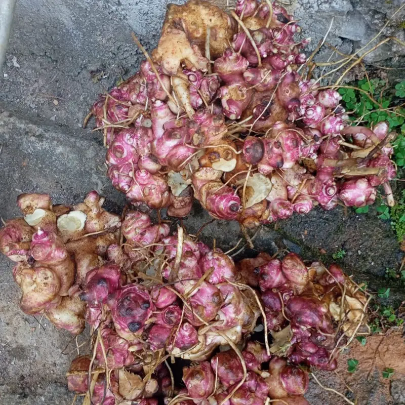 Benih rimpang ubi yacon  jumbo 500 gram herbal siap semai  kaya manfaat Kuning 1