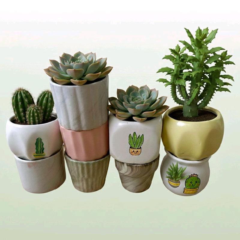 Mix 10 Chậu sứ Bát Tràng chuyên trồng cây Sen Đá Xương Rồng Tiểu Cảnh Mini tháp trồng rau hữu cơ