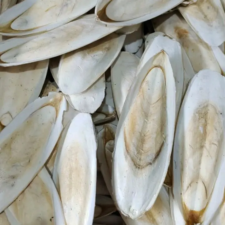 Cuttlefish Bone Tulang sotong kalsium cangkang cumi buat burung reptil 4