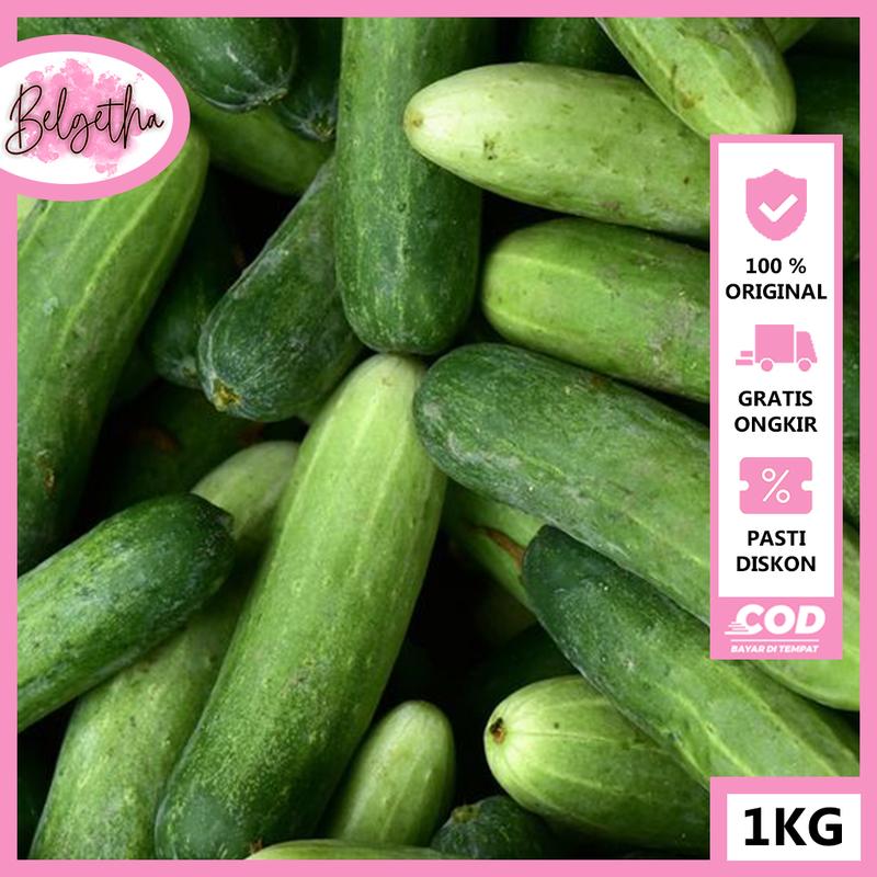 (1kg) Timun Segar - Mentimun Acar Panjang Besar Baru di Petik dari ...