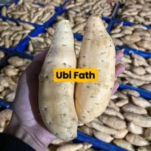 UBI MADU CILEMBU [ T,O ]  1000 gram / isi 5 -8 biji