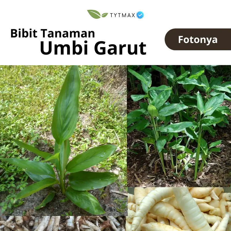 Bibit Umbi Garut Super! Bonus Umbi & Pupuk Kompos (Stok Terbatas jika ada) Harga Per Bibit Tanaman 1