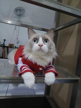 Product Review of baju kucing lucu aksesoris hewan peliharaan - BUKIPET BASIC VARSITY from S**p 0