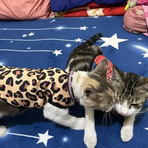 Baju Kucing Anjing Size Jumbo Kostum Spiderman Superhero Untuk Kucing Anjing Kelinci Monyet Anak Kambing