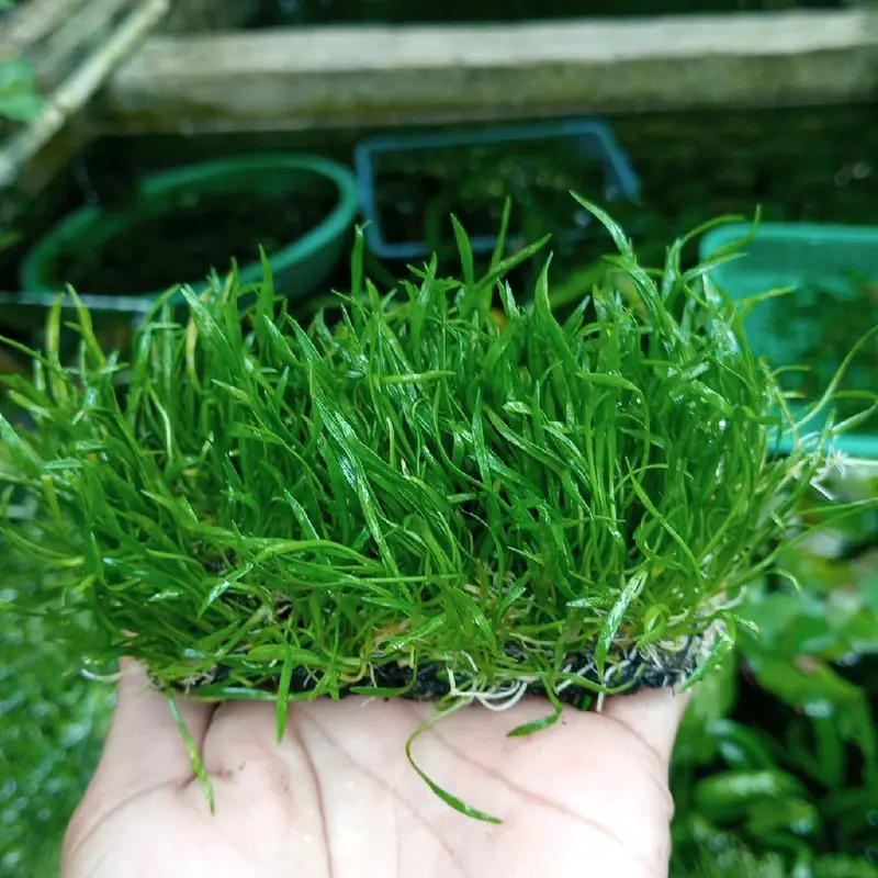 ornament akuarium liopsis tanaman aquarium 2