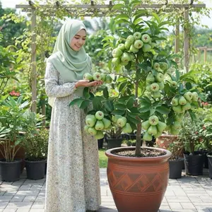 Bibit jambu air kiojok asli thailand buah manis siap tanam