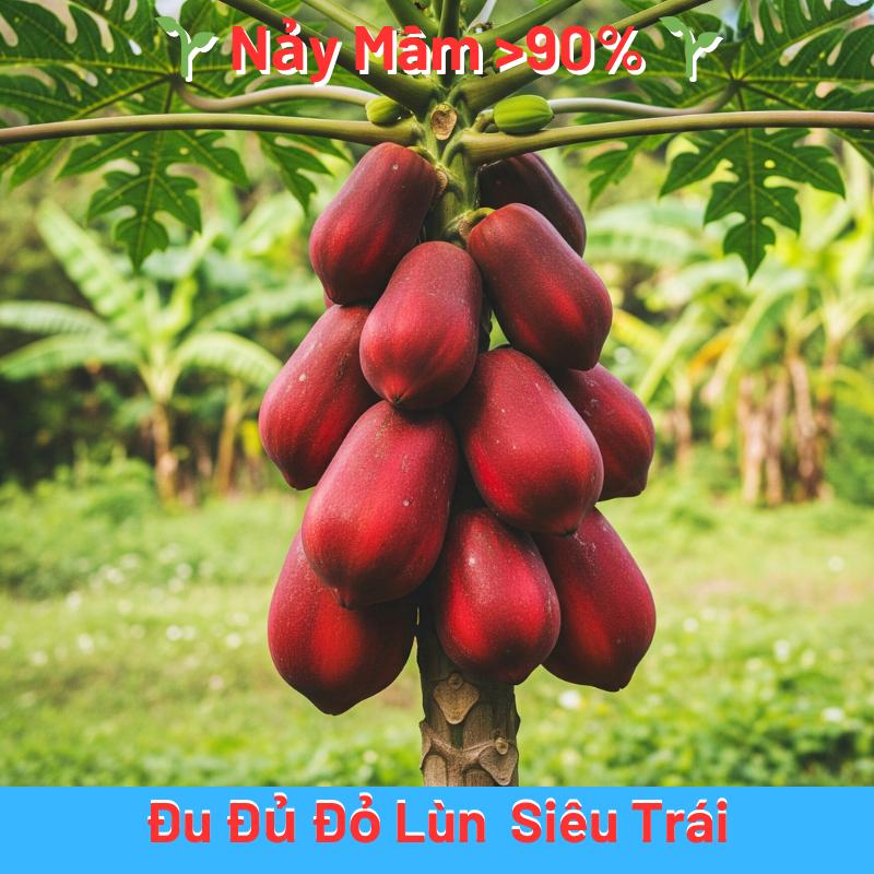 Hạt Giống Đu Đủ Đỏ Lùn Siêu Trái ( Vỏ Đỏ Ruột Đỏ )