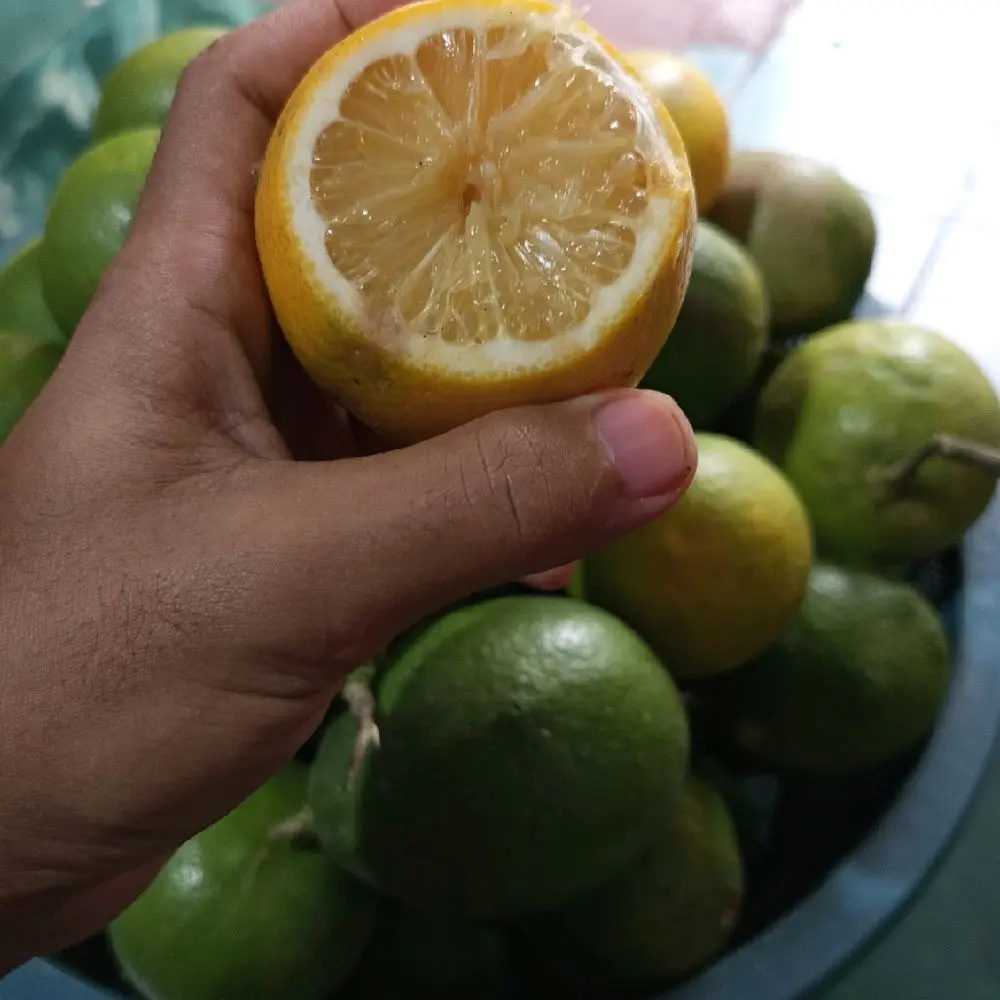 Buah Jeruk Lemon California Fres Siap Kirim