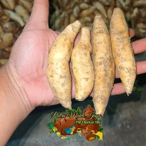 500 gram ubi madu cilembu ukuran baby/mini isi 9-12 biji