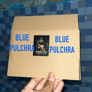 Kardus Packing Blue Pulchra