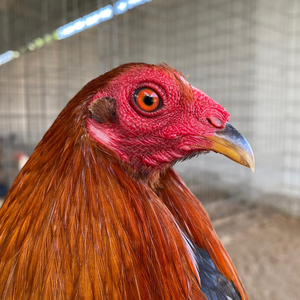 Dinh Dưỡng Chiến Kê Nhập Khẩu