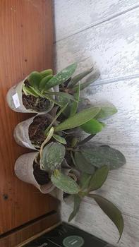 Product Review of RIEKE ARTIFICIAL PLANT ANGREK CATTY 6 PCS - KUALITAS TERJAMIN ESTETIK from l**e 0